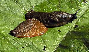 M&ouml;rdarsnigel